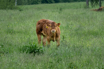 Young Calf Standing in Green Meadow Looking at Camera &ndash; Rural Livestock Scene Showing Organic Farming and Animal Welfare