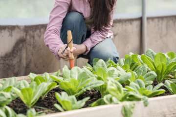 asian female student uses gardening fork to work soil in vegetable garden bed inside school greenhouse during agricultural science class learning hands-on planting skills