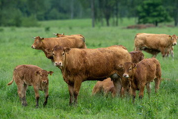 Fototapeta premium Group of Brown Cows and Calves Standing in Meadow – Organic Beef Farming on Countryside Ranch in Summer