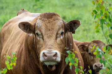 Protective Brown Cow with Calf in Rainy Meadow Behind Leaves – Close Up of Maternal Instinct