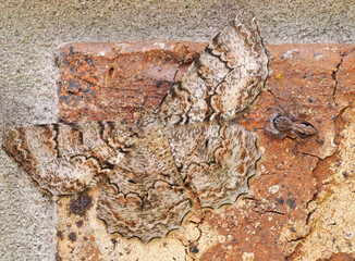 A Focus Stacked Image of a Tulip-Tree Beauty Moth about to be Attacked by a Tan Jumping Spider