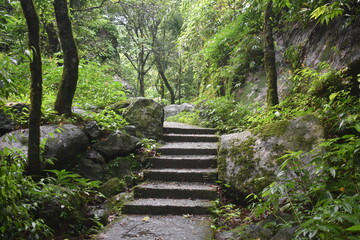 Moss-covered stone steps ascending a rocky slope, surrounded by lush greenery.