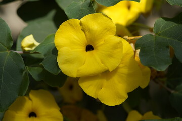 Uncarina peltata is native to northern and western Madagascar. Hanover Berggarten, Germany.