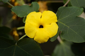 Uncarina peltata is native to northern and western Madagascar. Hanover Berggarten, Germany.