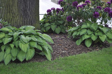 Hosta ‘Wide Brim’ with Creamy-Green Center and Dark Green Edges in Garden