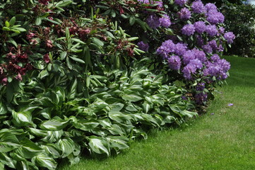Garden landscape with different varieties of hosta plants