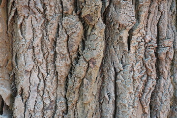 Makroaufnahme der Baumrinde einer alten Silber-Pappel (Populus alba)
