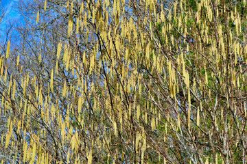 Close up of a group of catkins in a woodland setting
