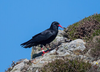 Chough searching for food