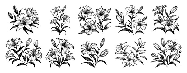 vintage lily flower botanical illustration pack