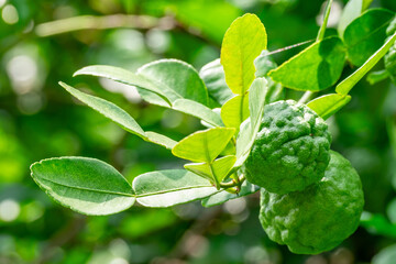 Bergamot, Fresh green bergamot fruit hanging from branch. bergamot tree garden and healthy food concept, group of bergamot,Bergamot medicinal plants with many