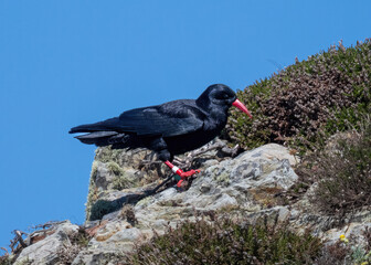 Chough searching for food