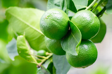 Green lemons is citrus  fruits on a branch with nature background. Green Lemons tree in the garden with daylight. Fresh green lime fruit hanging from branch.