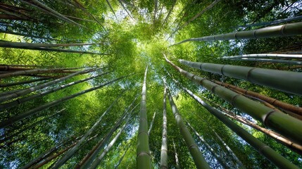 Bamboo Forest Canopy: A Serene View Upward