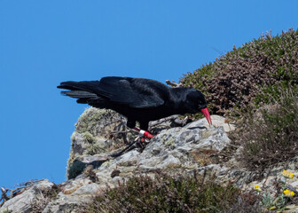 Chough searching for food