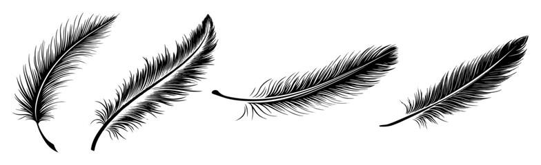 Fototapeta premium realistic feather sketch vector illustrations