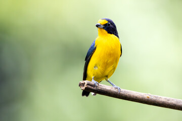 A Violaceous Euphonia also know as gaturamo perching in a branch tree.  Green background, Species Euphonia violacea. Birdwatching. Animal world. Yellow bird.