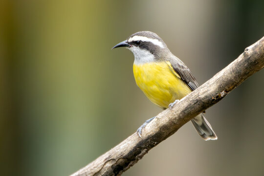 A Bananaquit also known as Cambacica perched on a tree. Species Coereba flaveola. Stunning yellow plumage. Bird lover. Birdwatching. Birding.
