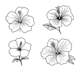 hibiscus flower hand drawn vector set