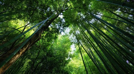 Enchanted Bamboo Forest: A Serene Escape into Nature's Embrace