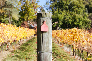 Mornington Peninsula Vines in Australia
