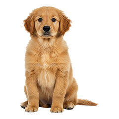 Obraz premium Sitting golden retriever dog with kind expression, great for animal lovers, pet photography or dog advertisements