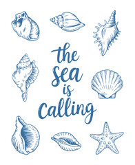 Blue ink drawing style artwork showcasing diverse seashells and a starfish