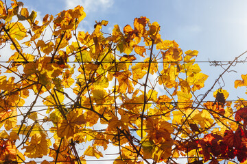 Mornington Peninsula Vines in Australia