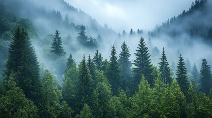 Misty Mountain Forest Landscape with Lush Green Trees