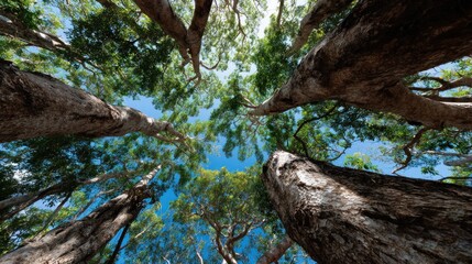 Majestic Canopy: A Look Upward Through Ancient Trees