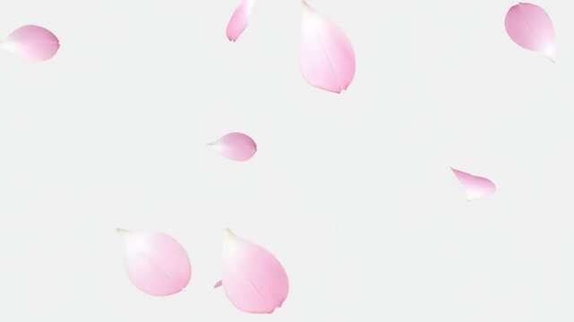 Pure background with beautiful pink petals falling