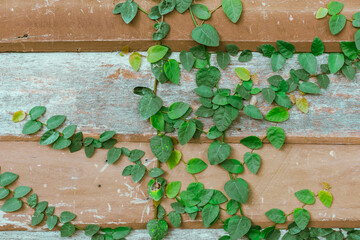 Green Ivy fresh leaves on the wall