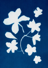 Unique hand-printed monotype. Made using a kind of antique photography called cyanotypes with fresh cut or dried flowers. White on blue floral illustration. Flowers mixture. 
