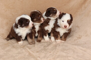 Fototapeta premium Four puppies are sitting on a blanket, looking at the camera