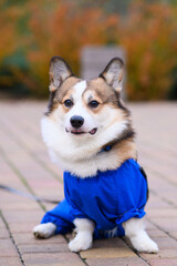 Pembroke Welsh Corgi dog in blue waterproof overalls with reflective stripes sits outside. Clothes for walks in rainy and cold weather, protection from dirt and moisture
