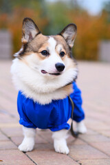 Welsh Corgi Pembroke dog in blue waterproof overalls with reflective stripes standing outside. Clothes for walks in rainy and cold weather, protection from dirt and moisture