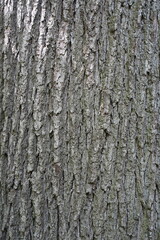 Fototapeta premium Makroaufnahme der Baumrinde einer Traubeneiche (Quercus petraea)