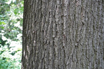 Nahaufnahme einer Traubeneiche (Quercus petraea)