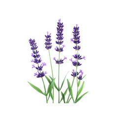 Naklejka premium Vibrant Lavender Flowers Isolated on Transparent Background