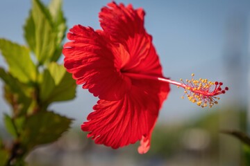 Vibrant red hibiscus flower in full bloom.