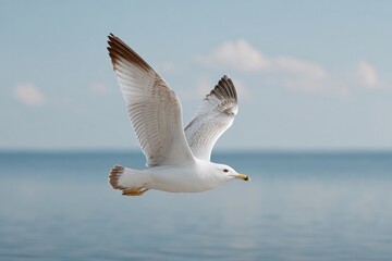 Fototapeta premium lone seagull soaring above tranquil ocean its reflection shimmering on water surface