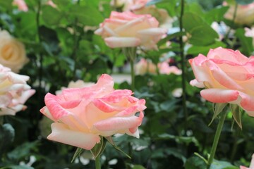 Beautiful pink roses bloom in the garden