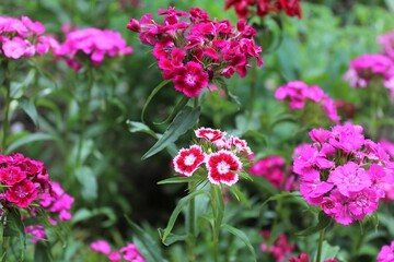 purple flowers in the garden