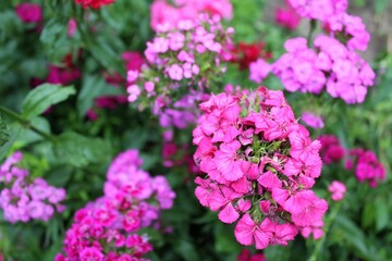 Pink carnation flowers blooming in the garden