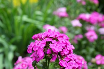 purple flowers in the garden