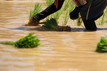 Rice seedlings ready for planting. Method of planting rice by pulling out seedlings using human...