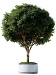 Obraz premium Potted Tree: A lush, vibrant green tree is meticulously planted in a modern concrete pot, its full, round canopy contrasted against the stark simplicity of the container. 