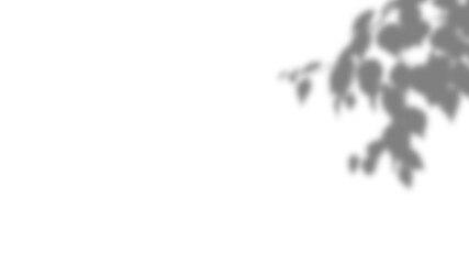 Foliage shade pattern on transparent background. Isolated natural leaf and branch shadows. Minimalist mockup template for organic product display and clean summer designs.