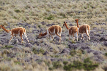 wild vicuñas roam the highlands of the Peruvian Andes — guardians of the puna and symbols of natural elegance. Their golden fleece glows under the Andean sun, a reminder of nature’s quiet majesty