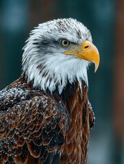 Majestic Eagle Portrait with Sharp Eyes and Detailed Feathers, Isolated on dark Background, Symbol of Strength and Freedom, Copy Space